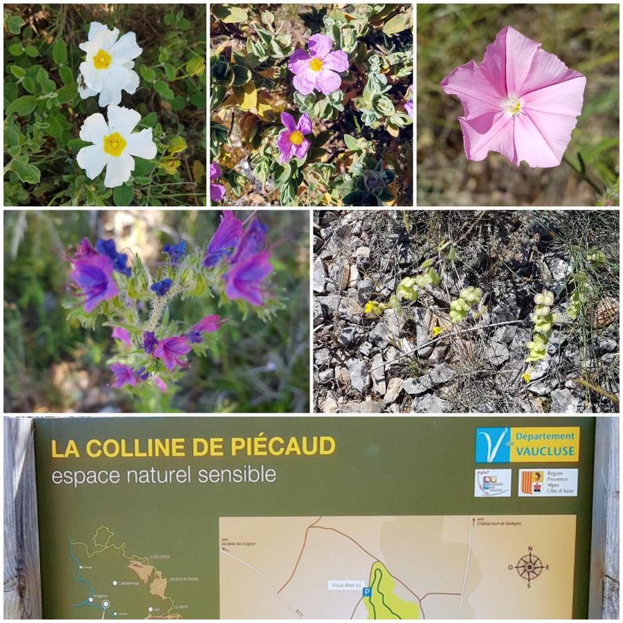 La Cabane Du Pesquier En Provence Caumont-sur-Durance المظهر الخارجي الصورة